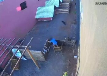 Horror en Brasil: niño de 9 años entró a una clínica veterinaria y desmembró a 23 animales