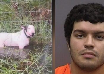 Arrestado el dueño del perro rescatado durante el huracán Milton: enfrenta cargos por crueldad animal agravada