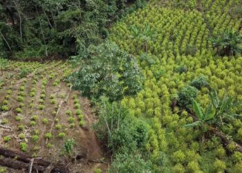 Aumento de siembra de coca en Colombia refleja cambios de estrategias del gobierno