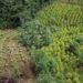 Aumento de siembra de coca en Colombia refleja cambios de estrategias del gobierno