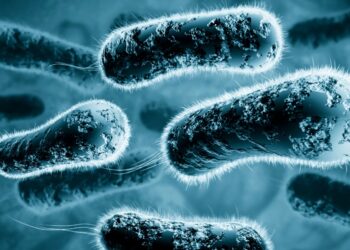 Alerta en Florida por el aumento de infecciones de bacteria ‘carnívora’