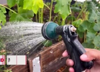 Migrantes crean vivero en Ciudad Juárez mientras esperan cita con migración en EEUU