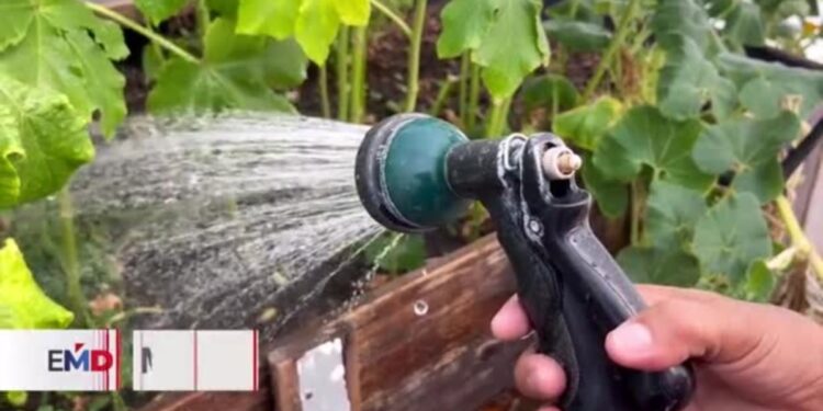  Migrantes crean vivero en Ciudad Juárez mientras esperan cita con migración en EEUU 