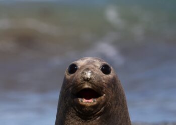 En Fotos | La belleza de la Patagonia está amenazada por la basura