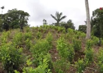 Siembra de coca alcanza máximo histórico en Colombia