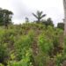 Siembra de coca alcanza máximo histórico en Colombia