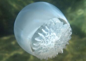 Venezuela exporta más de 156 toneladas de medusa bola de cañón a Corea del Sur