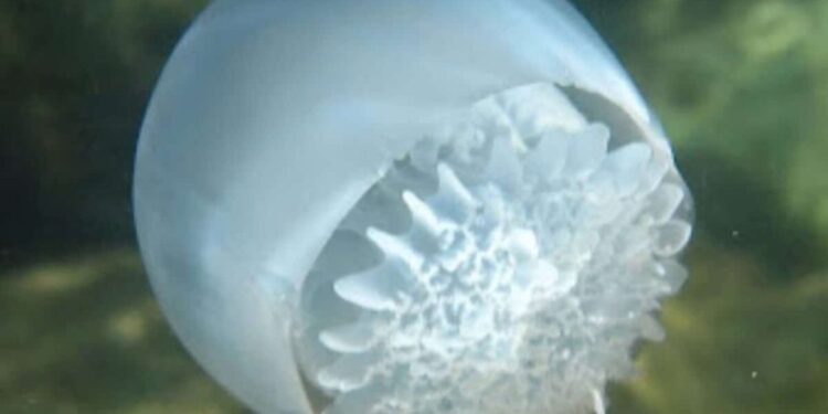 Venezuela exporta más de 156 toneladas de medusa bola de cañón a Corea del Sur