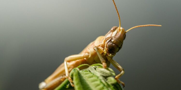 Emiten alerta por plaga de langostas en México y Centroamérica