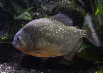 Brasil: mujer contrató a su vecino para matar a su exesposo, lo metieron en un tanque con pirañas