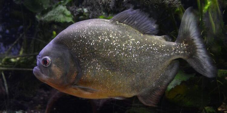 Brasil: mujer contrató a su vecino para matar a su exesposo, lo metieron en un tanque con pirañas