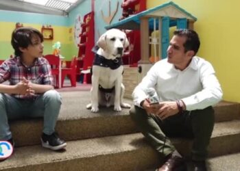 Un perro labrador es el nuevo asistente certificado de una clínica dental en Ecuador 