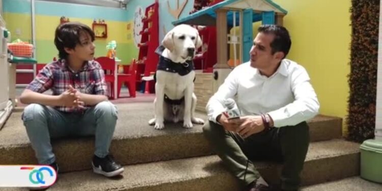 Un perro labrador es el nuevo asistente certificado de una clínica dental en Ecuador