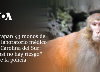 Escapan 43 monos de un laboratorio médico en Carolina del Sur; «casi no hay riesgo» dice la policía
