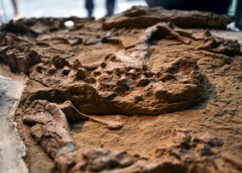 Paleontólogos en Perú presentan fósil de cocodrilo juvenil de más de 10 millones de años