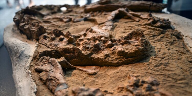Paleontólogos en Perú presentan fósil de cocodrilo juvenil de más de 10 millones de años