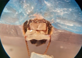 ¿Pueden las abejas y los perros detectar el cáncer antes que la tecnología?