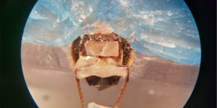 ¿Pueden las abejas y los perros detectar el cáncer antes que la tecnología?