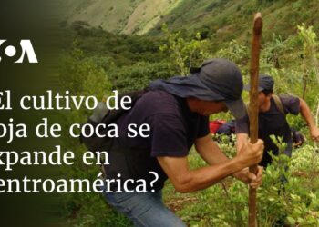 ¿está en expansión el cultivo de hoja de coca?