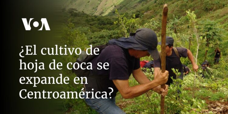 ¿está en expansión el cultivo de hoja de coca?