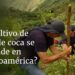 ¿está en expansión el cultivo de hoja de coca?