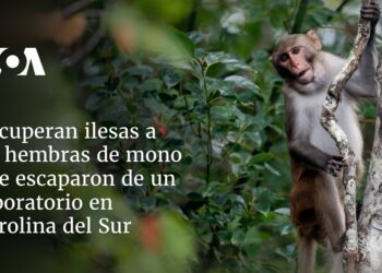 Recuperan ilesas a 24 monitas que se escaparon de un laboratorio en Carolina del Sur