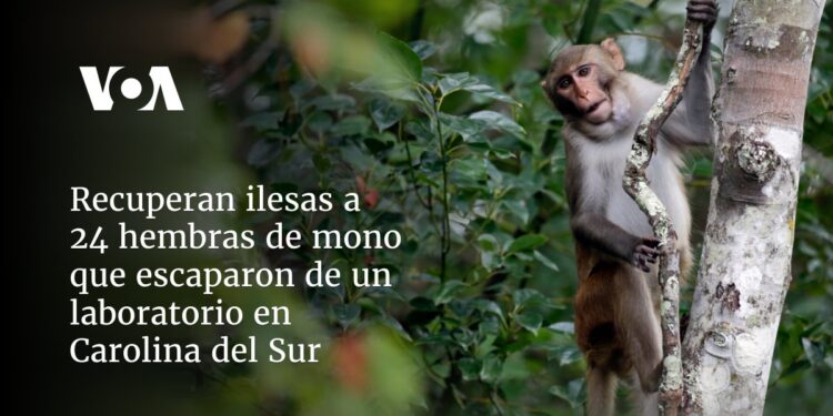 Recuperan ilesas a 24 monitas que se escaparon de un laboratorio en Carolina del Sur