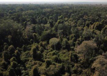 Noruega dona 60 millones de dólares al fondo brasileño para la preservación de la Amazonía