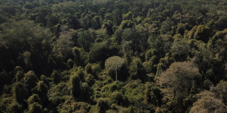 Noruega dona 60 millones de dólares al fondo brasileño para la preservación de la Amazonía