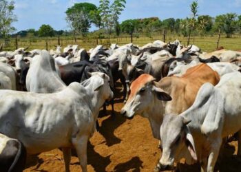 Ganaderos venezolanos piden reforma de ley de protección para que haya «penas ejemplares» contra el abigeato