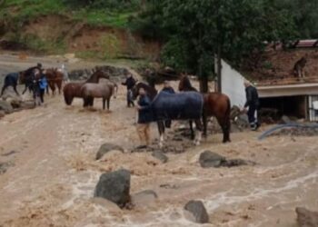 España: Rescatan a 39 perros y 41 caballos atrapados en Málaga por la DANA (+Videos)