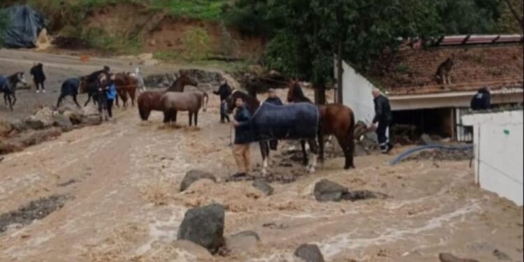 España: Rescatan a 39 perros y 41 caballos atrapados en Málaga por la DANA (+Videos)