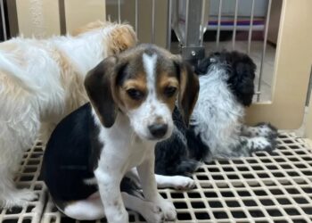 Nueva York dice «no» a la venta de mascotas en tiendas