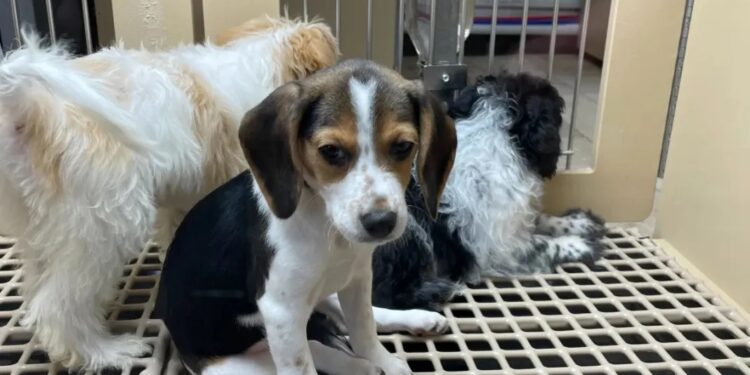 Nueva York dice «no» a la venta de mascotas en tiendas