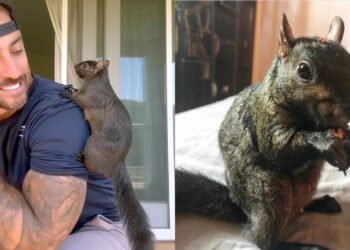 Autoridades de Nueva York reconocen que la ardilla Peanut no tenía rabia y aun así fue sacrificada