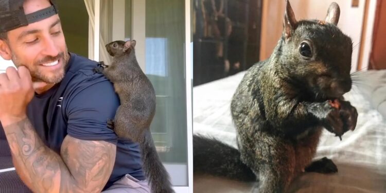 Autoridades de Nueva York reconocen que la ardilla Peanut no tenía rabia y aun así fue sacrificada