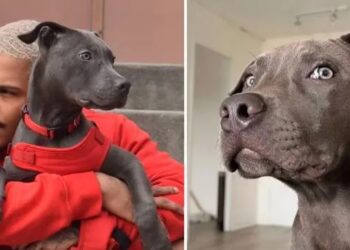 Indignación en Nueva York: Hombre lanza perro de amigo desde un piso 14