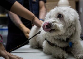 Alertan sobre venta de medicamentos falsificados para mascotas
