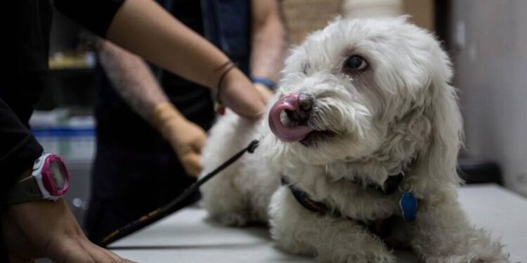Alertan sobre venta de medicamentos falsificados para mascotas