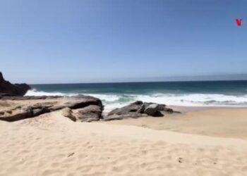 Biólogos se esfuerzan por proteger a tortugas marinas en las playas mexicanas