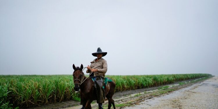 Declive de la industria azucarera es un reflejo de la crisis económica de Cuba