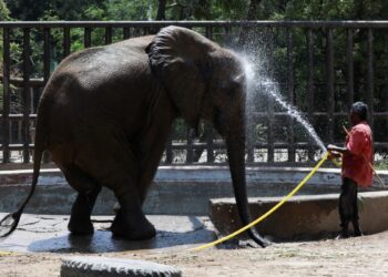 Documentan alarmante disminución de elefantes africanos en medio siglo
