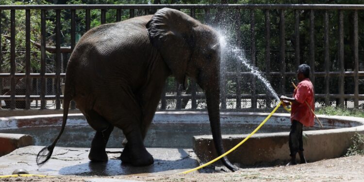 Documentan alarmante disminución de elefantes africanos en medio siglo