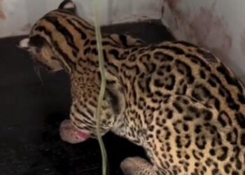 Un final feliz para un cunaguaro atropellado en Los Teques