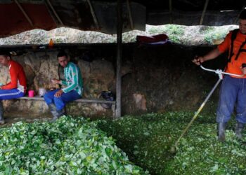 El gobierno de Colombia busca un mecanismo para la compra legal de la hoja de coca a productores
