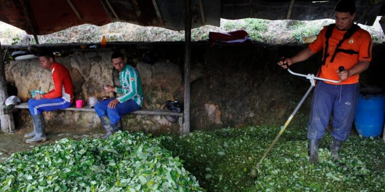 El gobierno de Colombia busca un mecanismo para la compra legal de la hoja de coca a productores