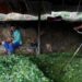 El gobierno de Colombia busca un mecanismo para la compra legal de la hoja de coca a productores
