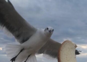 Los Beatles en NY, Washington y Miami