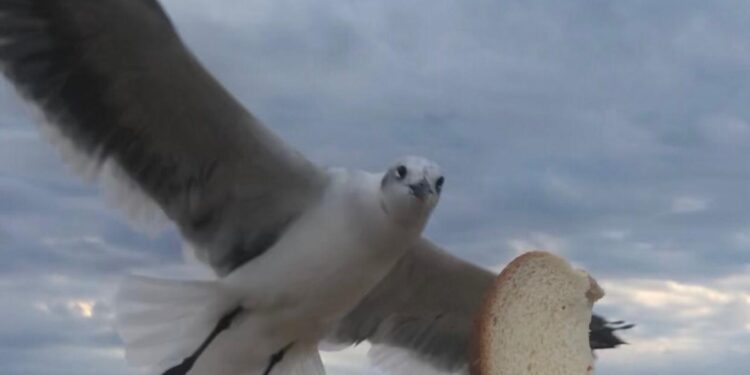 Los Beatles en NY, Washington y Miami