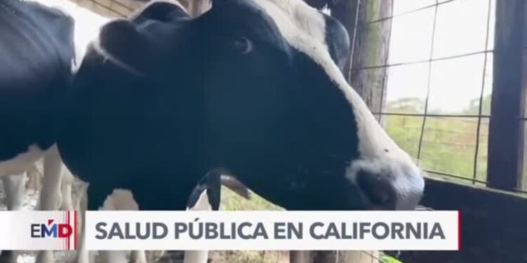 Autoridades en EEUU hallan gripe aviar en leche cruda
